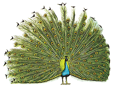 peacock-info0