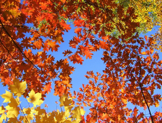 fall_leaves_617