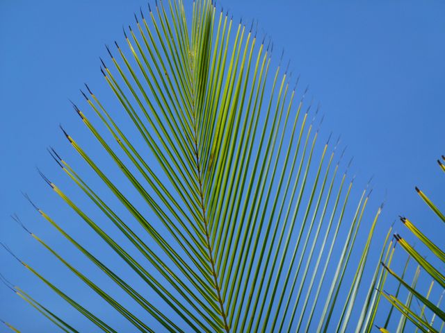 skypalm1